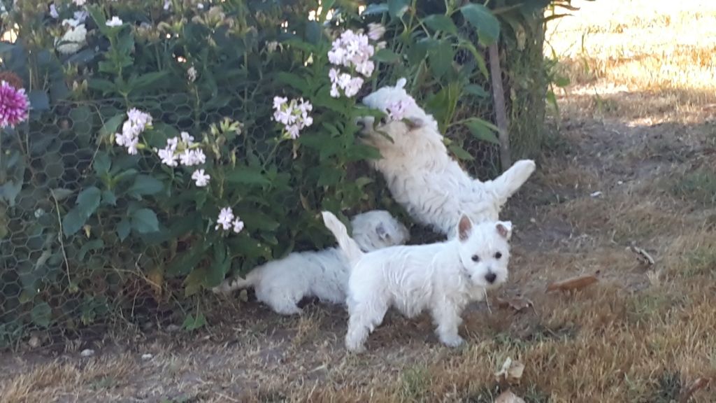 Des Petits Mouiks - Chiot disponible  - West Highland White Terrier