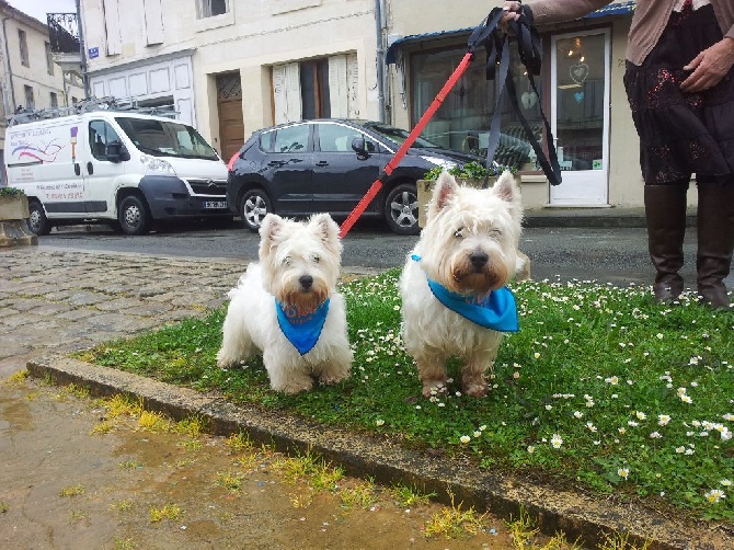 Hoops et Just en Chiens Visiteurs