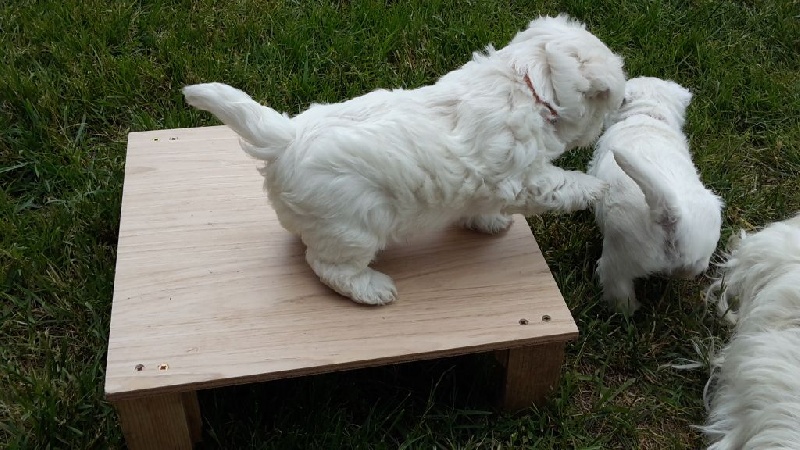 Des Petits Mouiks - West Highland White Terrier - Portée née le 14/06/2017